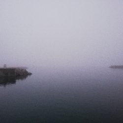 ちびコブ。。。