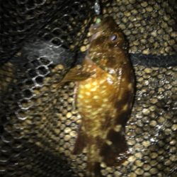 ガシラ祭り(^^)  メバルも