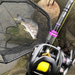 これが噂の春爆（チニング編）