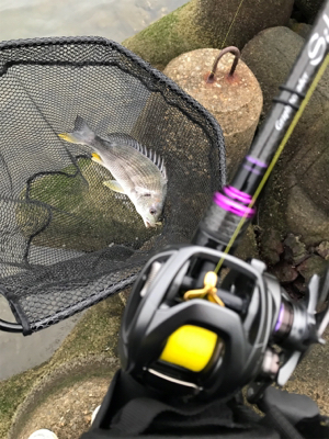 これが噂の春爆（チニング編）