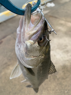 潮動かずでチーバスのみ。