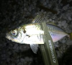 ナイトメバリング