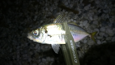 ナイトメバリング