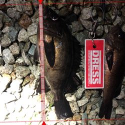 短時間でメバル