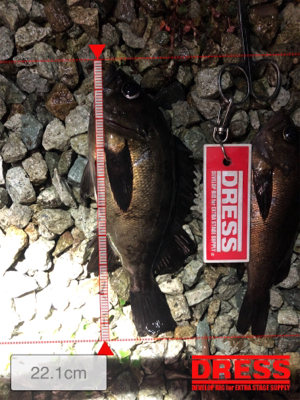 短時間でメバル