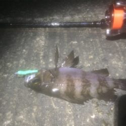 60分限定メバリング