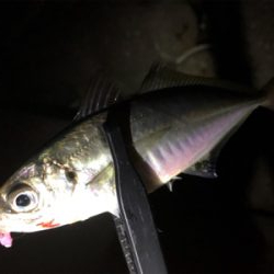 尺アジポロリ小メバル無限バイト!