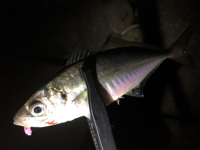 尺アジポロリ小メバル無限バイト！