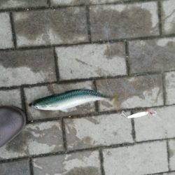 ひたすらサバを釣る。