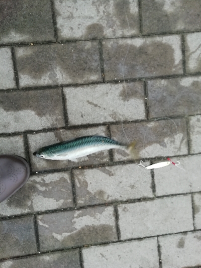 ひたすらサバを釣る。