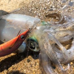 夕まずめ ベイトパターン