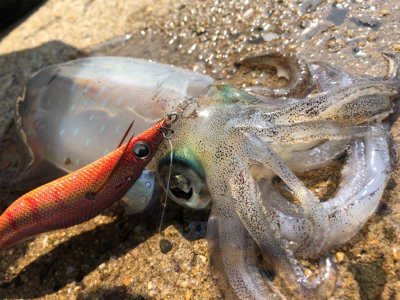 夕まずめ ベイトパターン
