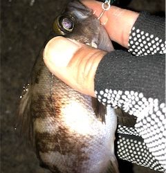 メバメバメバ リリースサイズいっぱい