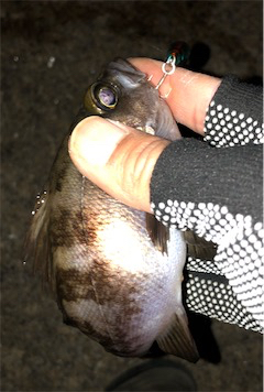 メバメバメバ リリースサイズいっぱい