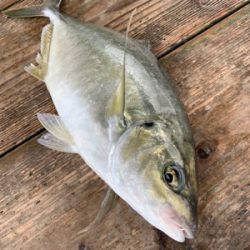 海上釣堀ポート田尻さんにて