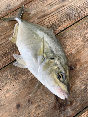 海上釣堀ポート田尻さんにて