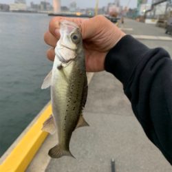 仕事帰りの短時間釣行