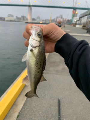 仕事帰りの短時間釣行