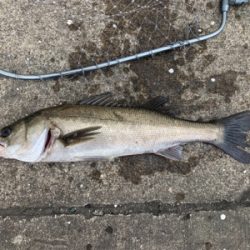 当たりカラーは？