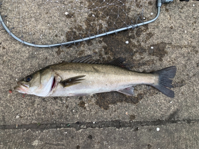 当たりカラーは？