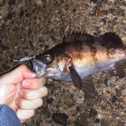 【須磨海岸】メバリング狙いでヒラメ!?メバルも良型ゲット!