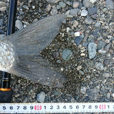 仁淀川河口内ライトショアジギング