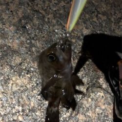 メバルプラグ縛り