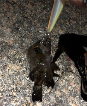 メバルプラグ縛り