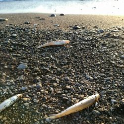 良型キスゲット！