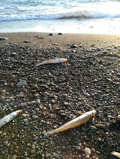 良型キスゲット！