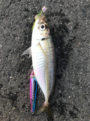 ジグサビキで………