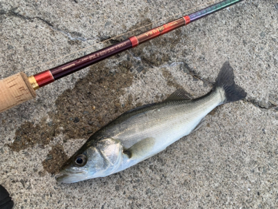 冷雨後爆風極寒シーバス。