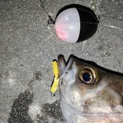 平成最後のメバリング