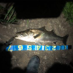 リバーシーバス