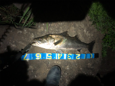 リバーシーバス