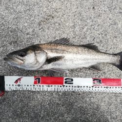 デイシーバスゲーム