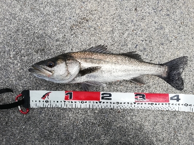 デイシーバスゲーム