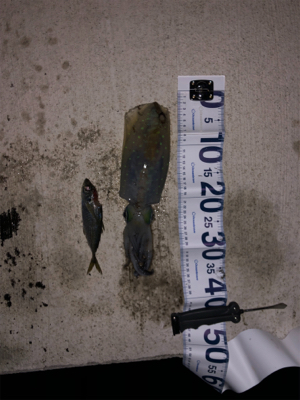 またまた小イカ