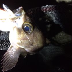 寒の戻り苦戦です(汗