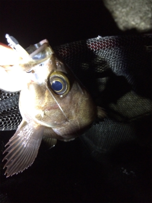 寒の戻り苦戦です(汗