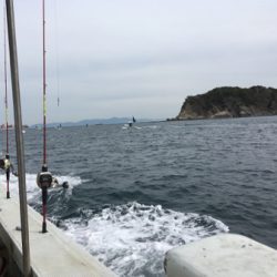 加太より船釣りでガシラ！いいサイズ！