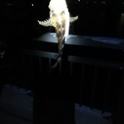 ズル引きルアーゲーム