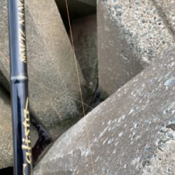 アオリイカ釣果！