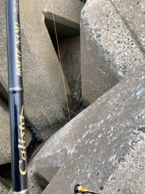 アオリイカ釣果！