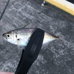 アジを求めて⑧