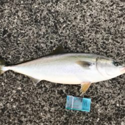 半年ぶりの青物