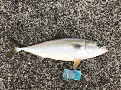 半年ぶりの青物