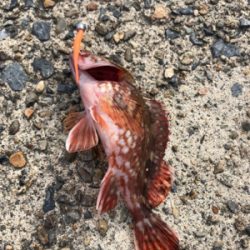 久々のガシリング