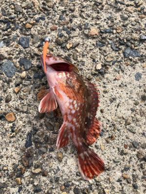 久々のガシリング