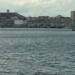 カレイとバラエティな魚たち